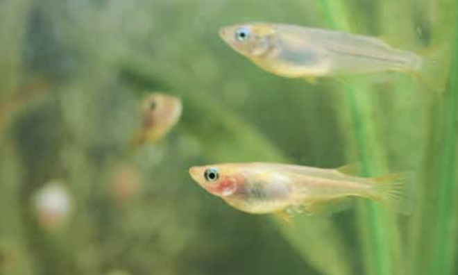 MIZNOCO CUBE 製品画像